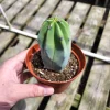 Myrtillocactus Geometrizans Cactus Live Plant – Spiny Blue Cactus – 2-4 inch Pot - Image 1