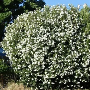 Myrtus Communis White Myrtle Live Plant Cuttings - 7 Unrooted 6