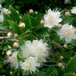 Myrtus Communis White Myrtle Live Plant Cuttings - 7 Unrooted 6