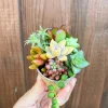 Mystery Succulent Sedum Cuttings - Assorted Live Plant Varieties - Image 1