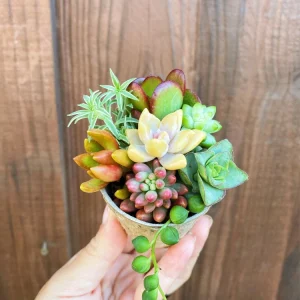 Mystery Succulent Sedum Cuttings - Assorted Live Plant Varieties - Image 1