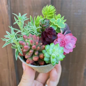 Mystery Succulent Sedum Cuttings - Assorted Live Plant Varieties - Image 6