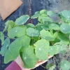 Nasturtium Live Plants - 6 Set, 3 Inch High Pot, Edible Flowers - Image 1