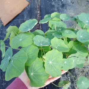 Nasturtium Live Plants - 6 Set, 3 Inch High Pot, Edible Flowers - Image 1