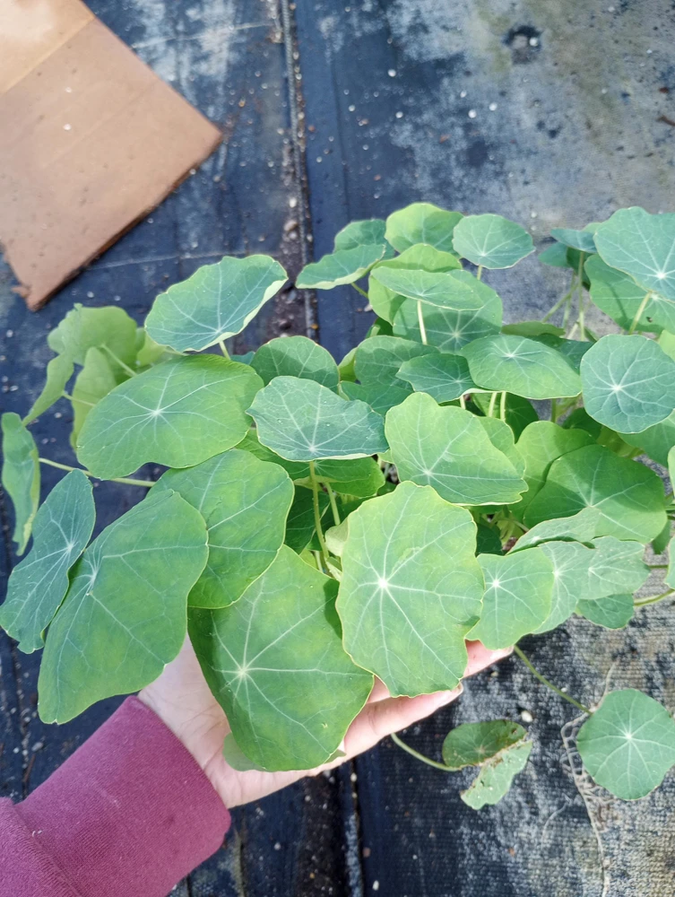Nasturtium Live Plants - 6 Set, 3 Inch High Pot, Edible Flowers - Image 1