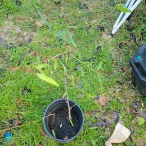 Nectarine Small Tree Live Plant - Prunus 'Nectaplum' Fruit Tree Edible - Image 1