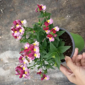 NEMESIA ESCENTIAL Mix Live Plant - Vibrant Flowers in 6 inch Pot - Image 3