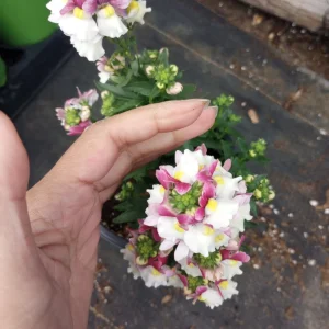 NEMESIA ESCENTIAL Mix Live Plant - Vibrant Flowers in 6 inch Pot - Image 4