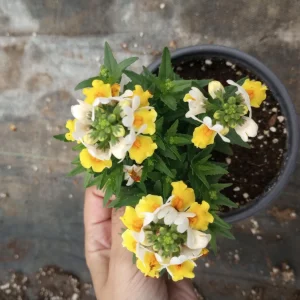 NEMESIA ESCENTIAL Mix Live Plant - Vibrant Flowers in 6 inch Pot - Image 5