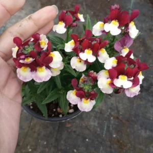 NEMESIA ESCENTIAL Mix Live Plant - Vibrant Flowers in 6 inch Pot - Image 1