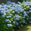 Nikko Blue Hydrangea Live Plant - Mophead Shrub, 6-10" Tall in 2.5" Pot - Image 1