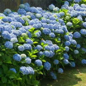 Nikko Blue Hydrangea Live Plant - Mophead Shrub, 6-10