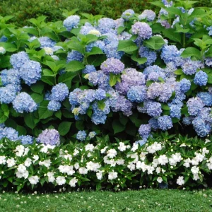 Nikko Blue Hydrangea Live Plant - Mophead Shrub, 6-10
