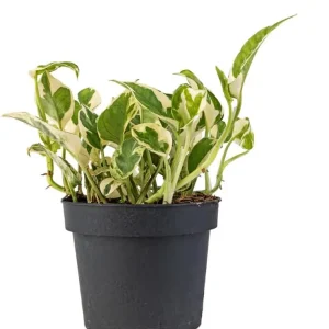 N'Joy Pothos Live Plant – Variegated Houseplant – 4-inch Pot – Indoor Vine - Image 2