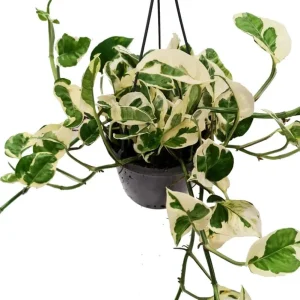 N'Joy Pothos Live Plant – Variegated Houseplant – 4 inch Pot – Indoor - Image 3