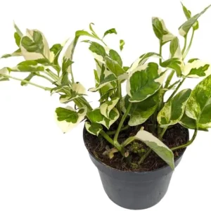 N'Joy Pothos Live Plant – Variegated Houseplant – 4 inch Pot – Indoor - Image 4