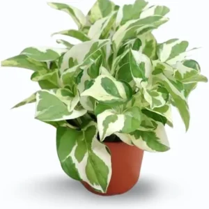 N'Joy Pothos Live Plant – Variegated Houseplant – 4-inch Pot – Indoor Vine - Image 5