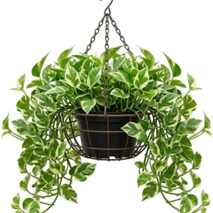 N'Joy Pothos Live Plant – Variegated Houseplant – 4-inch Pot – Indoor Vine - Image 1