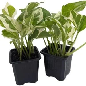 N'Joy Pothos Live Plant – Variegated Houseplant – 4 inch Pot – Indoor - Image 6