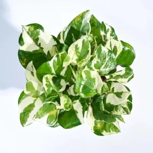 N'Joy Pothos Live Plant – Variegated Houseplant – 4-inch Pot – Indoor Vine - Image 7