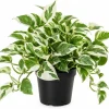 N'Joy Pothos Live Plant – Variegated Houseplant – 4 inch Pot – Indoor - Image 1