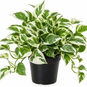 N'Joy Pothos Live Plant – Variegated Houseplant – 4 inch Pot – Indoor - Image 1