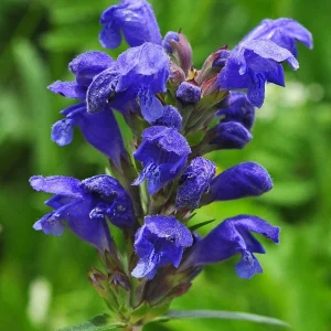 Northern Dragonhead Live Plant - Dracocephalum Ruyschiana - 3-6