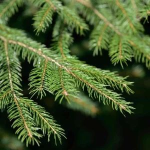 Norway Spruce Live Plant Picea abies - Starter Tree 6-10 inches Tall - Image 2