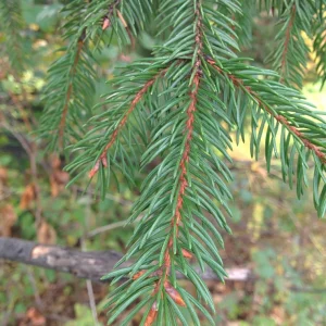 Norway Spruce Live Plant Picea abies - Starter Tree 6-10 inches Tall - Image 3