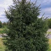 Norway Spruce Live Plant Picea abies - Starter Tree 6-10 inches Tall - Image 1