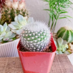 Notocactus Apricus Cactus Live Plant – Yellow Flowers, 2-inch Pot, Indoor/Outdoor - Image 8