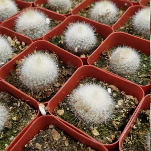 Notocactus Apricus Cactus Live Plant – Yellow Flowers, 2-inch Pot, Indoor/Outdoor - Image 9