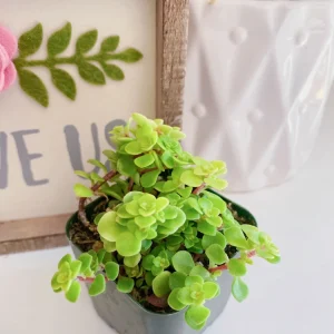 Ogon Sedum Makinoi Stonecrop Live Plant – 2 Inch Pot – Golden Foliage Groundcover - Image 8