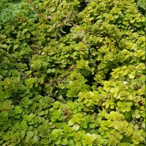 Ogon Sedum Makinoi Stonecrop Live Plant – 2 Inch Pot – Golden Foliage Groundcover - Image 9