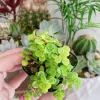 Ogon Sedum Makinoi Stonecrop Live Plant – 2 Inch Pot – Golden Foliage Groundcover - Image 1