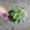 Okra Live Plant – Green Okra in 6 Inch Pot for Garden - Image 1