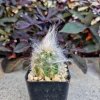 Old Man of the Andes Cactus Live Plant - Oreocereus trollii - 2 inch Pot - Image 1