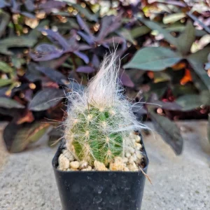 Old Man of the Andes Cactus Live Plant - Oreocereus trollii - 2 inch Pot - Image 1