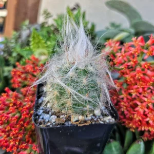 Old Man of the Andes Cactus Live Plant - Oreocereus trollii - 2 inch Pot - Image 2