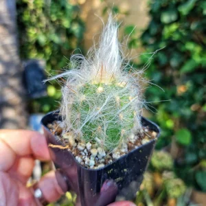 Old Man of the Andes Cactus Live Plant - Oreocereus trollii - 2 inch Pot - Image 3
