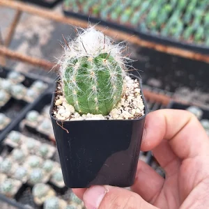 Old Man of the Andes Cactus Live Plant - Oreocereus trollii - 2 inch Pot - Image 4