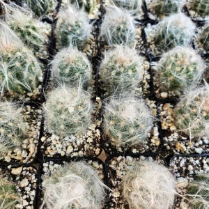 Old Man of the Andes Cactus Live Plant - Oreocereus trollii - 2 inch Pot - Image 5