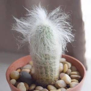 Old Man of the Andes Cactus Live Plant - Oreocereus trollii - 2 inch Pot - Image 6