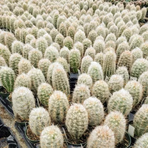 Old Man of the Andes Cactus Live Plant - Oreocereus trollii - 2 inch Pot - Image 7
