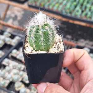 Old Man of the Andes Cactus – Oreocereus Trollii Live Plant – 2-4 inch - Image 2