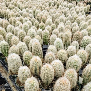 Old Man of the Andes Cactus – Oreocereus Trollii Live Plant – 2-4 inch - Image 3