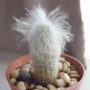 Old Man of the Andes Cactus – Oreocereus Trollii Live Plant – 2-4 inch - Image 1
