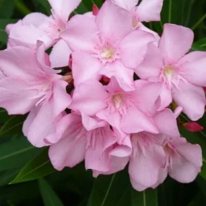 Oleander Live Cuttings - 7 Pink 6 inch Unrooted Plants - Outdoor, Evergreen - Image 2