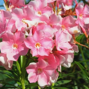 Oleander Live Cuttings - 7 Pink 6 inch Unrooted Plants - Outdoor, Evergreen - Image 1