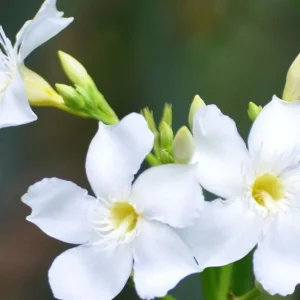 Oleander Live Cuttings, 7 White Unrooted 6 inch, Outdoor Plant - Image 2